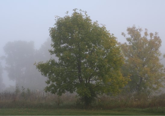 Foggy Morning at County Park by Vicky Redlin